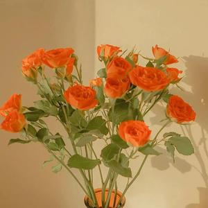 黑人男女交配一区
